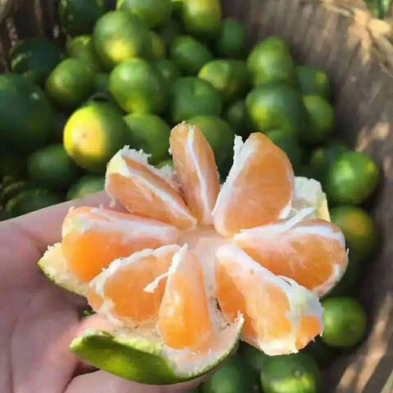 【特早蜜橘】蜜橘，柑橘已上市，量大从优皮薄肉厚入口化渣