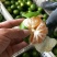 【特早蜜橘】蜜橘，柑橘已上市，量大从优皮薄肉厚入口化渣
