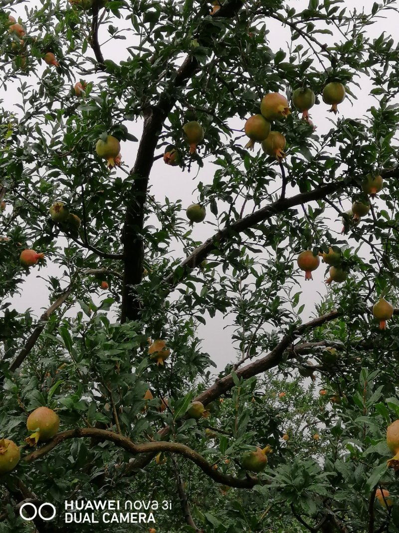 观颜，绿籽