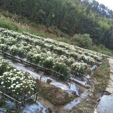 白菊花茶