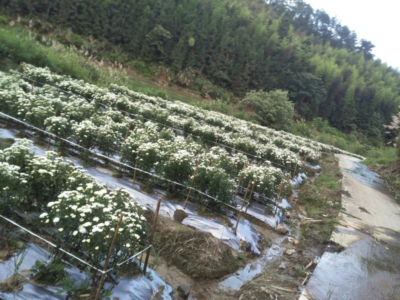 白菊花茶