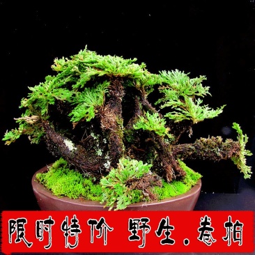 精品野生卷柏九死还魂草盆栽绿植造景盆景吸甲醛花卉造景假山
