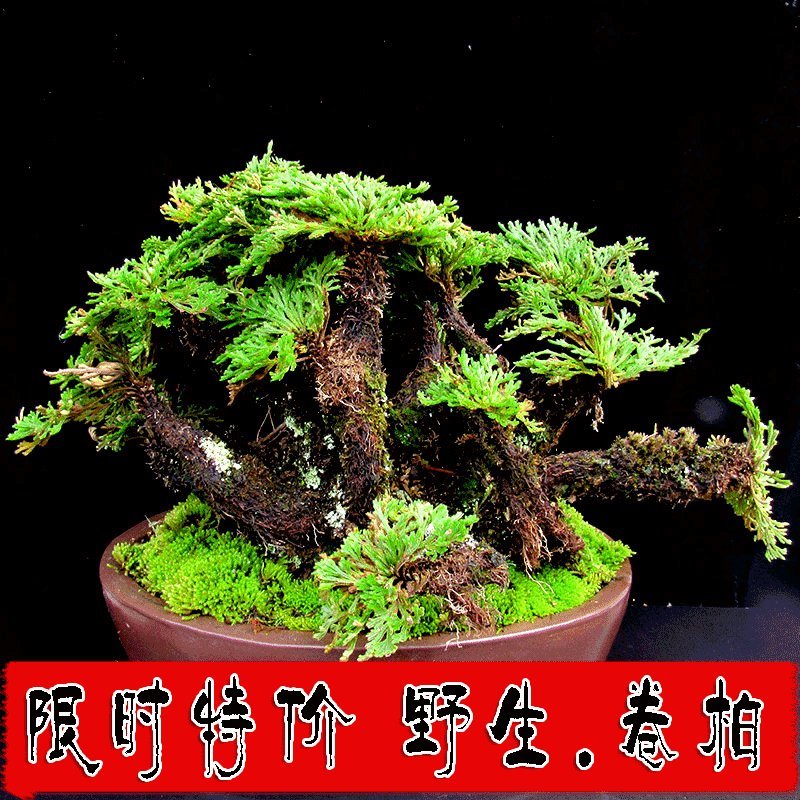 精品野生卷柏九死还魂草盆栽绿植造景盆景吸甲醛花卉造景假山