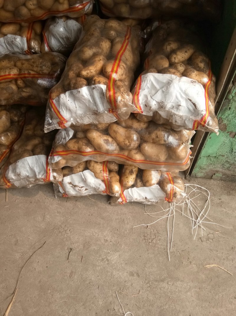 优质荷兰土豆