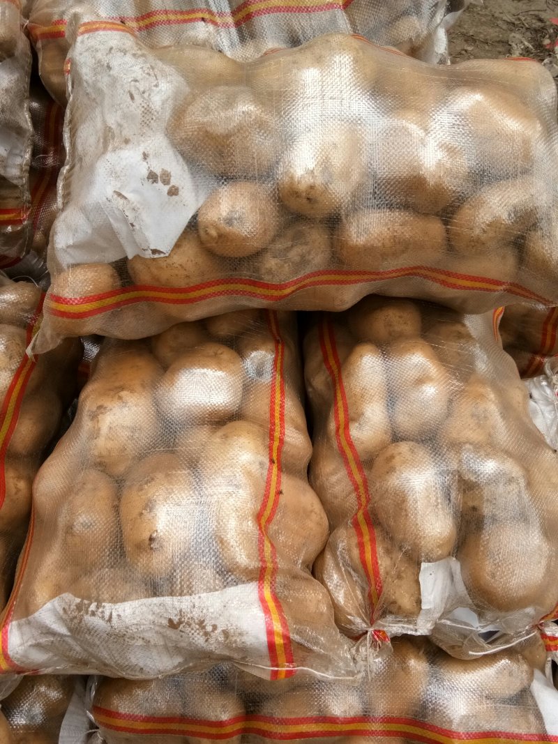 优质荷兰土豆