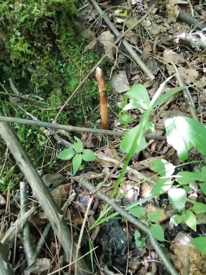 野生天麻