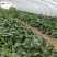 西州蜜西州蜜瓜25号香瓜哈密瓜甜瓜西瓜