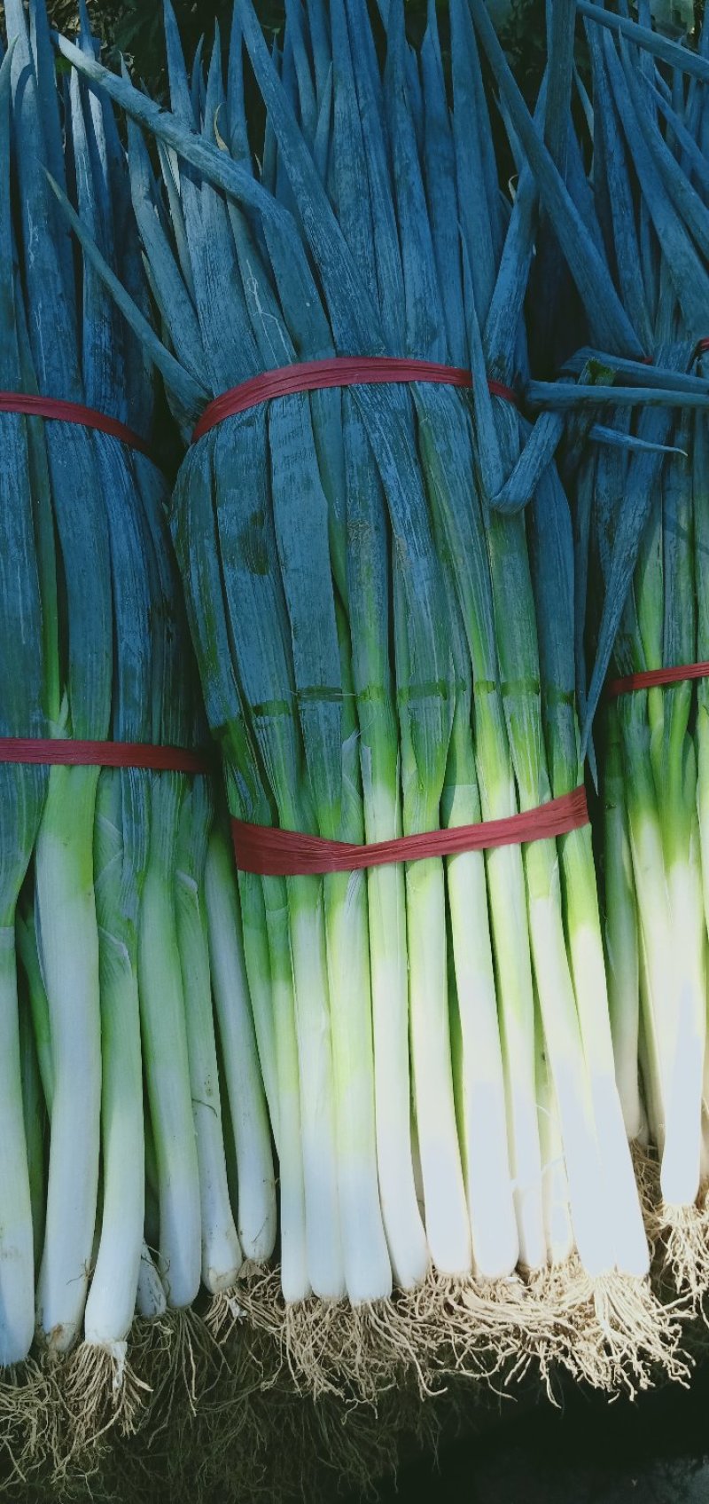 大葱