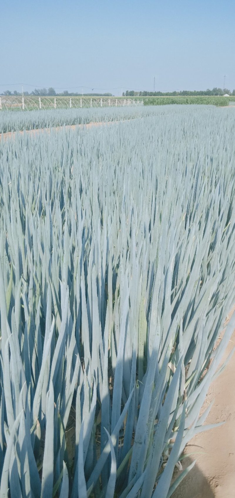 大葱