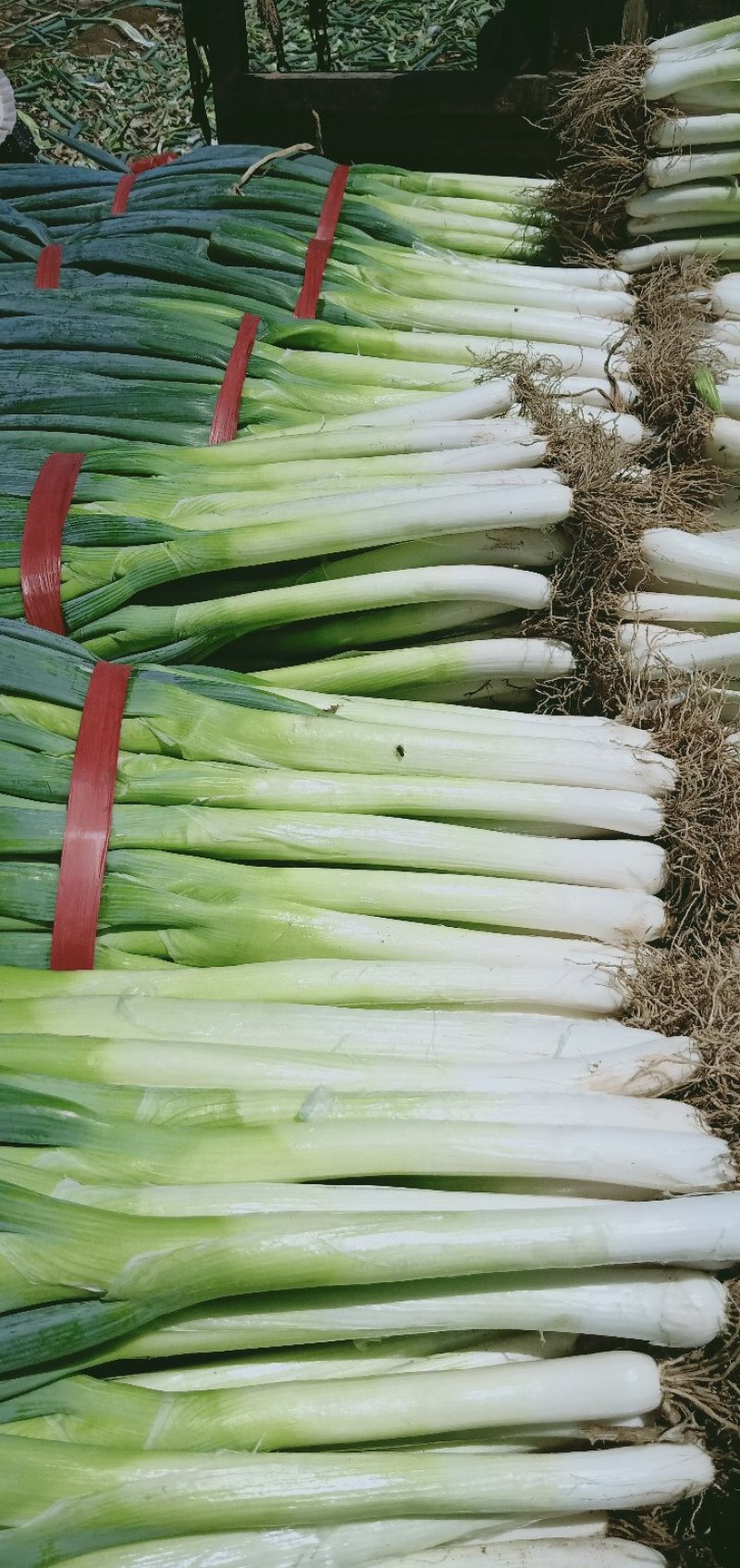 大葱