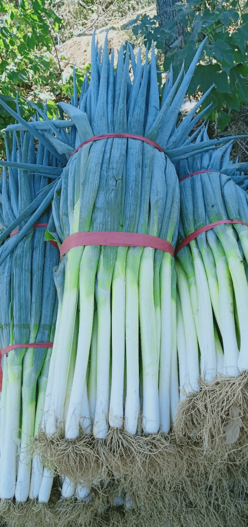 大葱