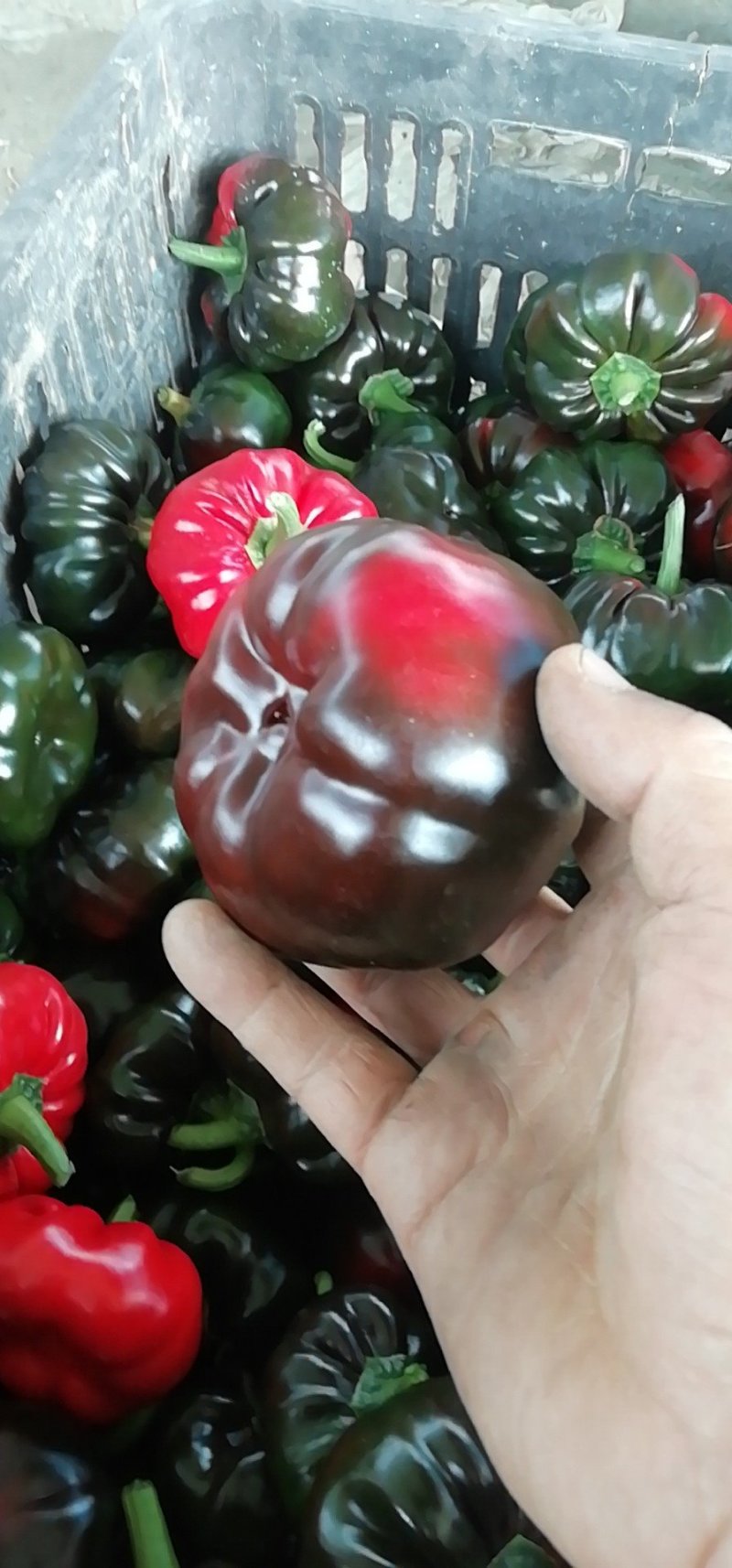 磨子椒，2两以上