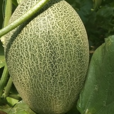 西州蜜25大量上市，质量好，价格便宜