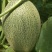 西州蜜25大量上市，质量好，价格便宜