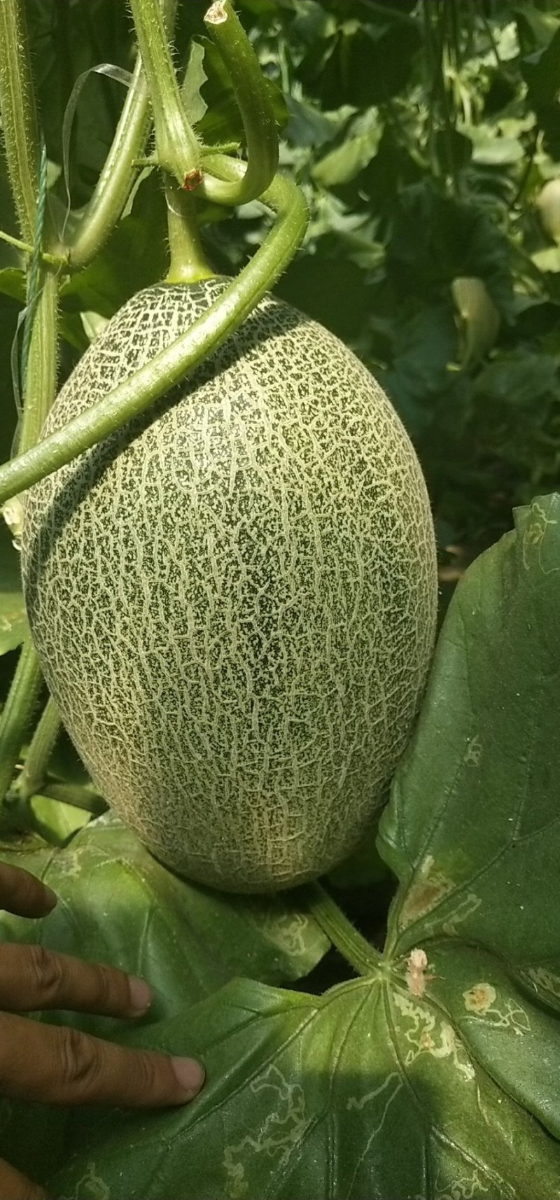 西州蜜25大量上市，质量好，价格便宜