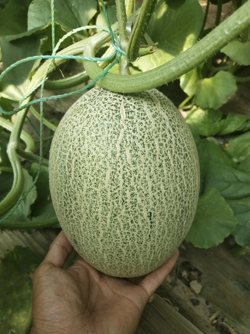 西州蜜25大量上市，质量好，价格便宜