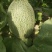 西州蜜25大量上市，质量好，价格便宜