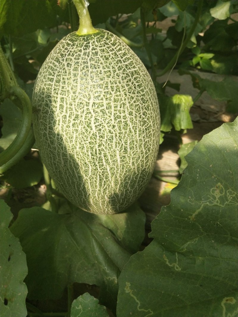 西州蜜25大量上市，质量好，价格便宜