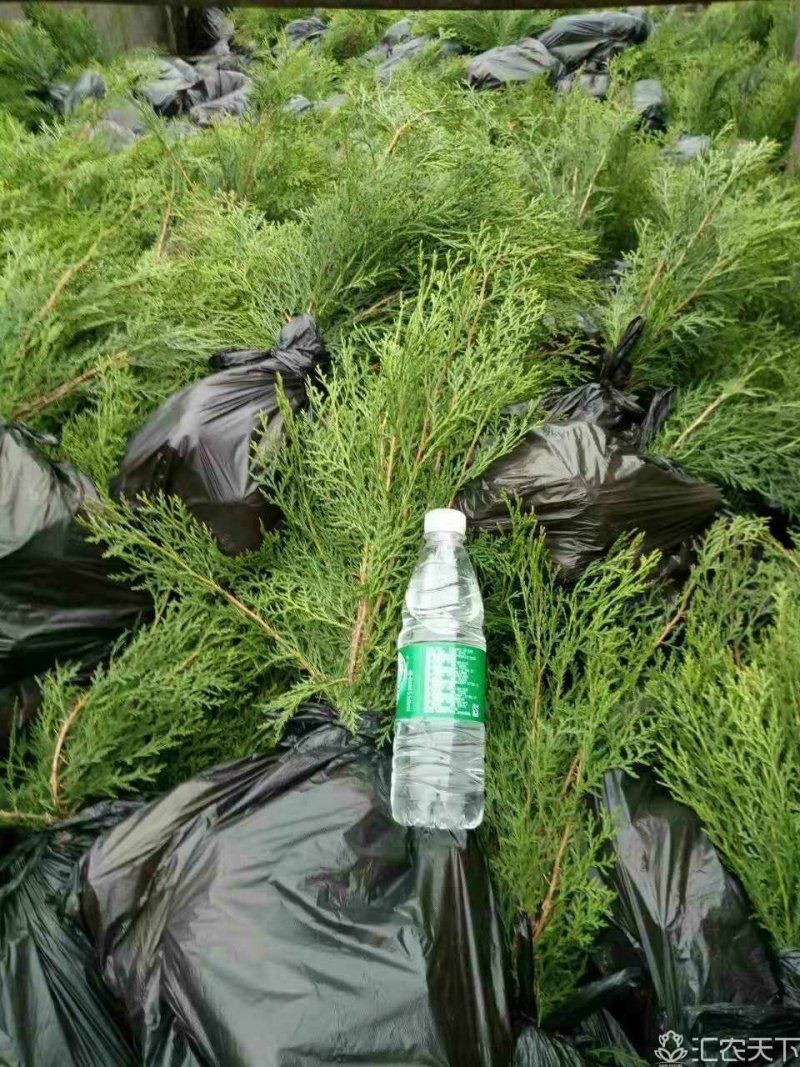 侧柏侧柏苗销售全国容器袋侧柏常年绿色支持线上交易