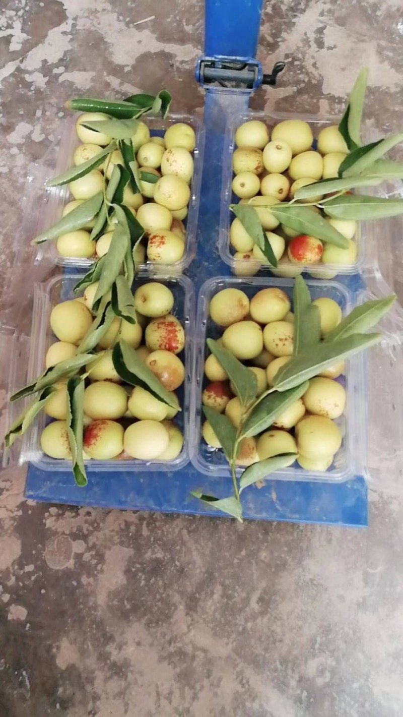 冬枣天下奇果的【大荔冬枣】供应商超各大平台