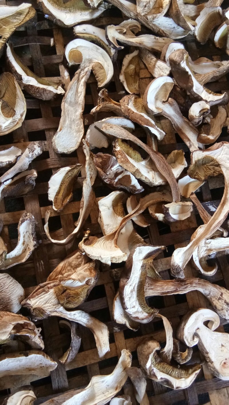 美味牛肝菌干片产新中，欢迎各位大佬前来采购