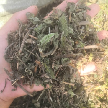 律草安徽一公斤/袋
