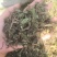律草安徽一公斤/袋