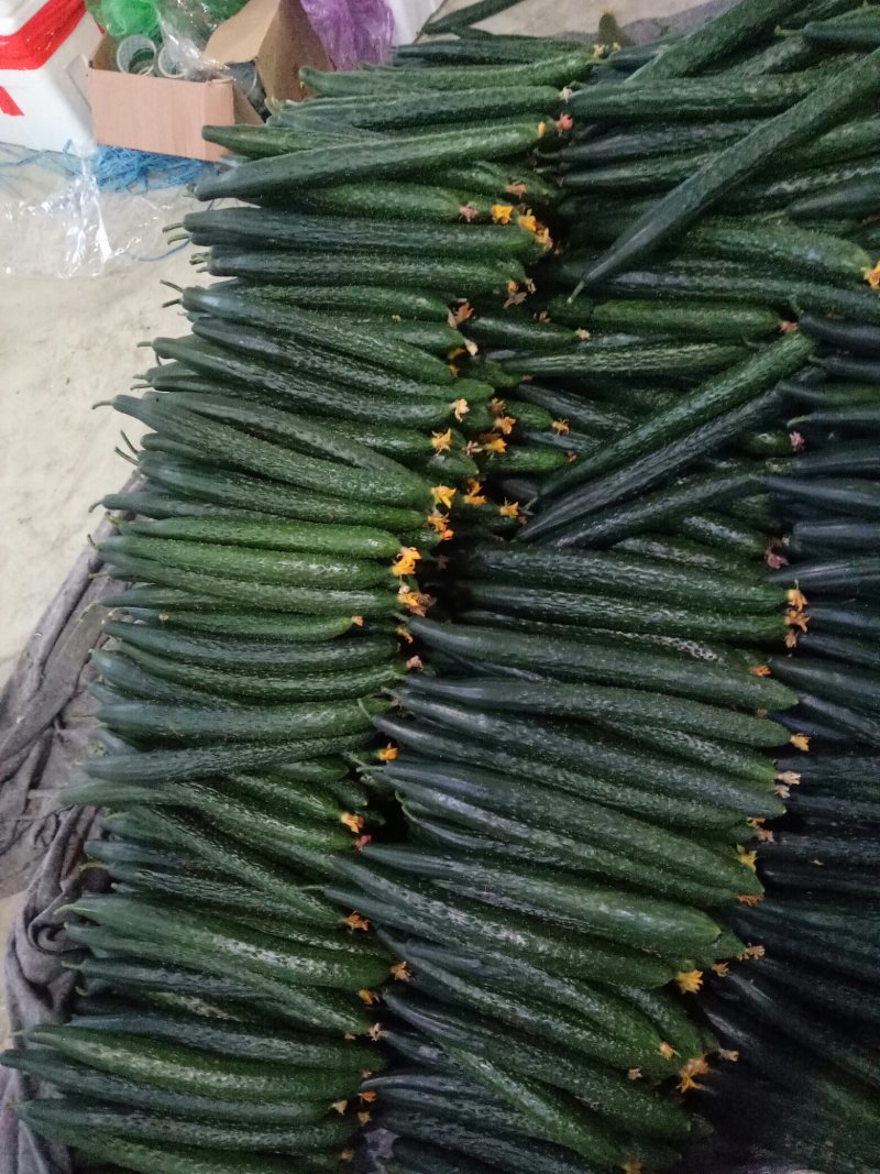 山东黄瓜质量好，价格低，包装精美物流便捷欢迎大家采购