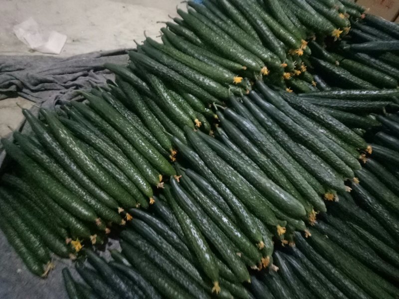 山东黄瓜质量好，价格低，包装精美物流便捷欢迎大家采购
