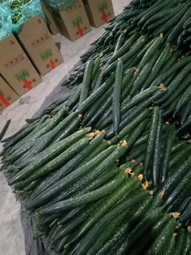 山东黄瓜质量好，价格低，包装精美物流便捷欢迎大家采购