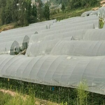 钢管大棚种植大棚养殖大棚草莓大棚蔬菜大棚花卉大