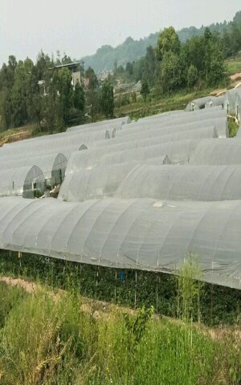 钢管大棚种植大棚养殖大棚草莓大棚蔬菜大棚花卉大