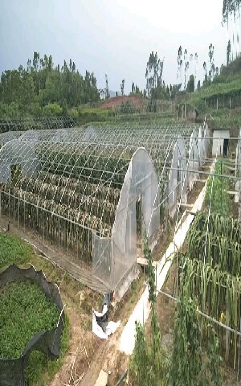 大棚种植大棚养殖大棚花卉大棚草莓大棚蔬菜大棚