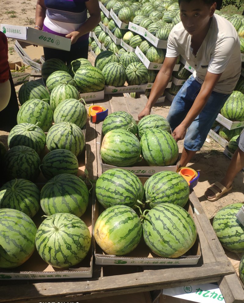 【精品西瓜】美都西瓜皮薄脆甜欢迎各地老板来电