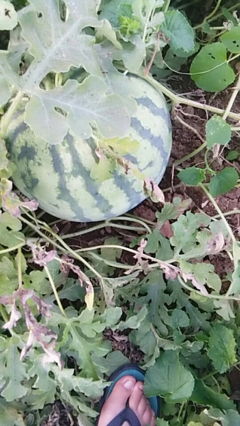 西农8号