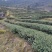 24年的茶树有图有真相品质好独一无二厂家直销性价比很高