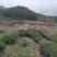 24年的茶树有图有真相品质好独一无二厂家直销性价比很高