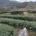 24年的茶树有图有真相品质好独一无二厂家直销性价比很高