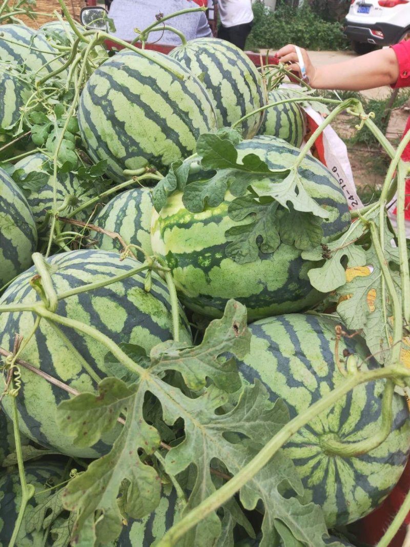 开封西瓜【美都西瓜产地】大量现货价格优惠