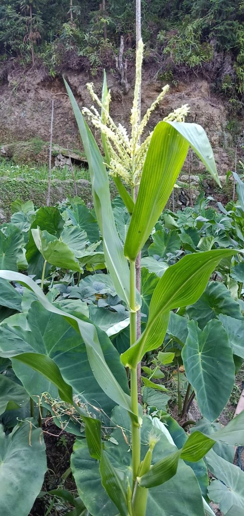 九山毛芋