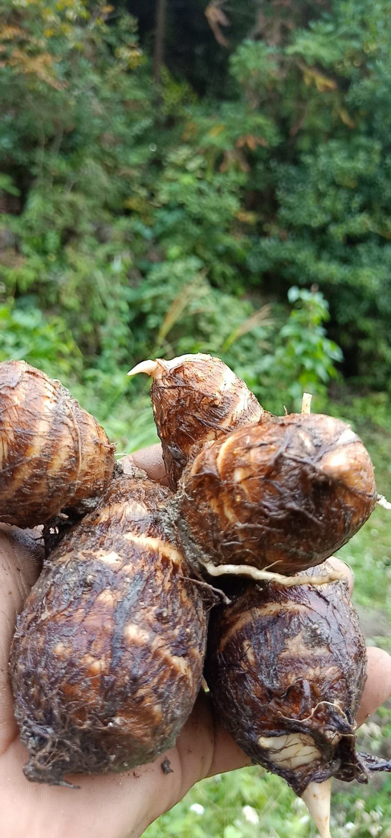 九山毛芋