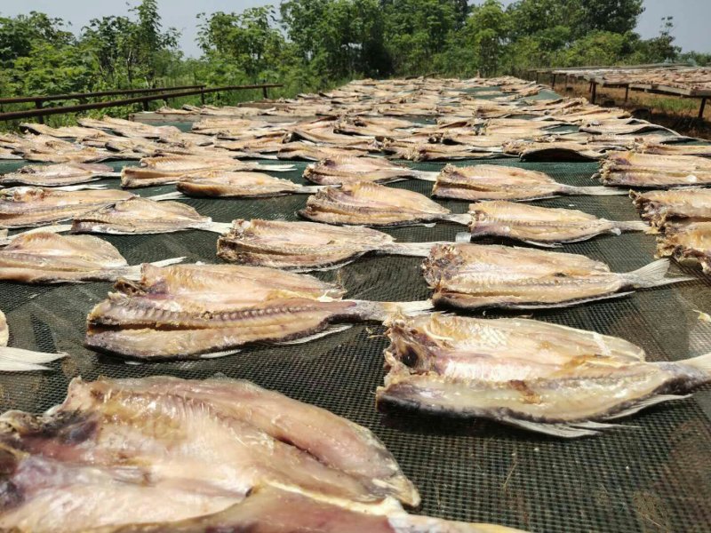 鲤鱼干鲤鱼块咸鱼干腊鱼大量供应