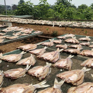 鲤鱼干鲤鱼块咸鱼干腊鱼大量供应