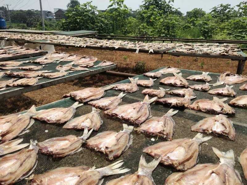 鲤鱼干鲤鱼块咸鱼干腊鱼大量供应