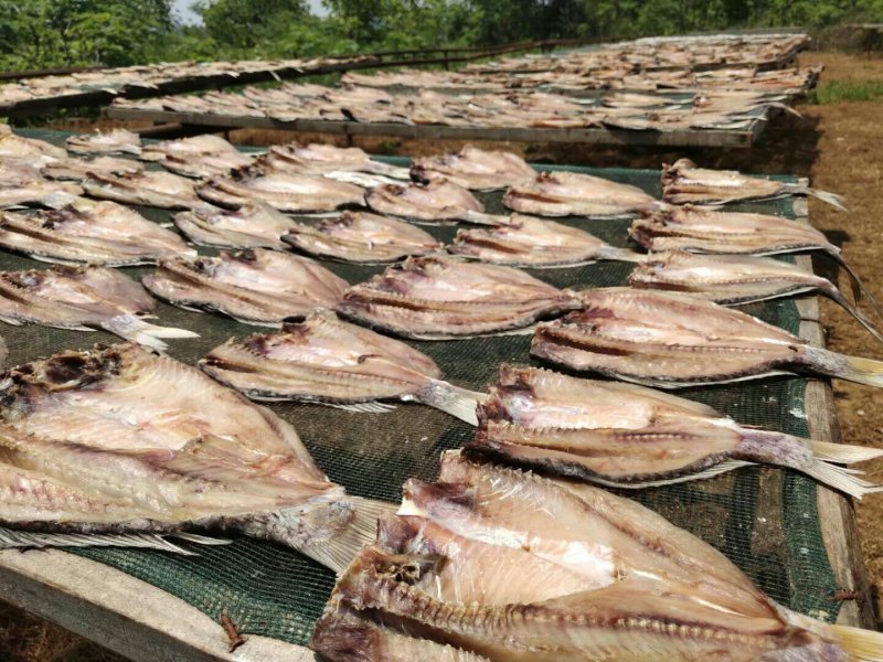鲤鱼干鲤鱼块咸鱼干腊鱼大量供应