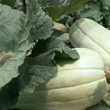 高石脆瓜