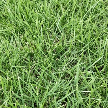 自产自销绿化草皮，苗木，地被，各种工程苗