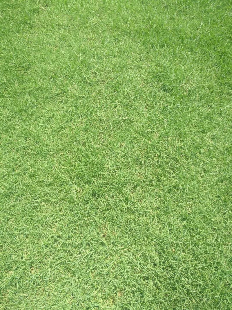 自产自销绿化草皮，苗木，地被，各种工程苗
