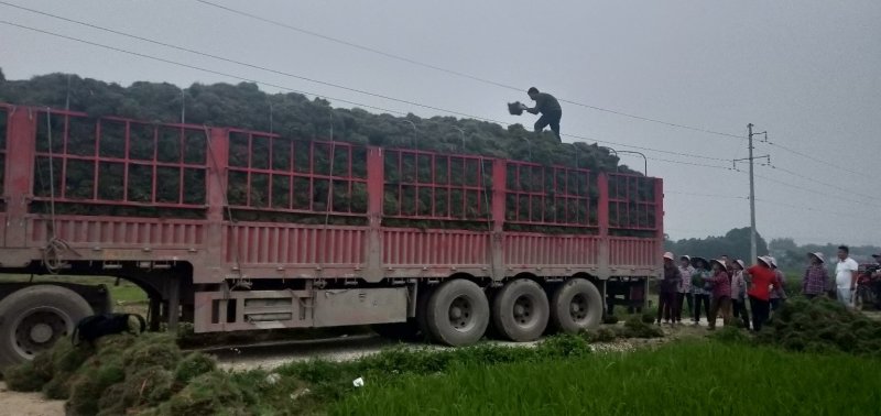 马尼拉草坪，大叶油草皮，绿植，小苗，工程苗木