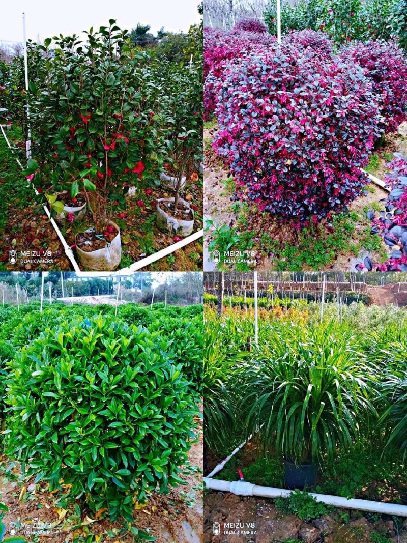 马尼拉草坪，大叶油草皮，绿植，小苗，工程苗木